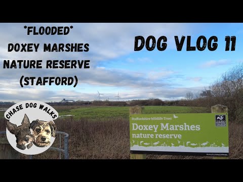 Dog Vlog 11 🐾🐶 - *FLOODED* Doxey Marshes Nature Reserve - Stafford , didn’t quite go to plan !!