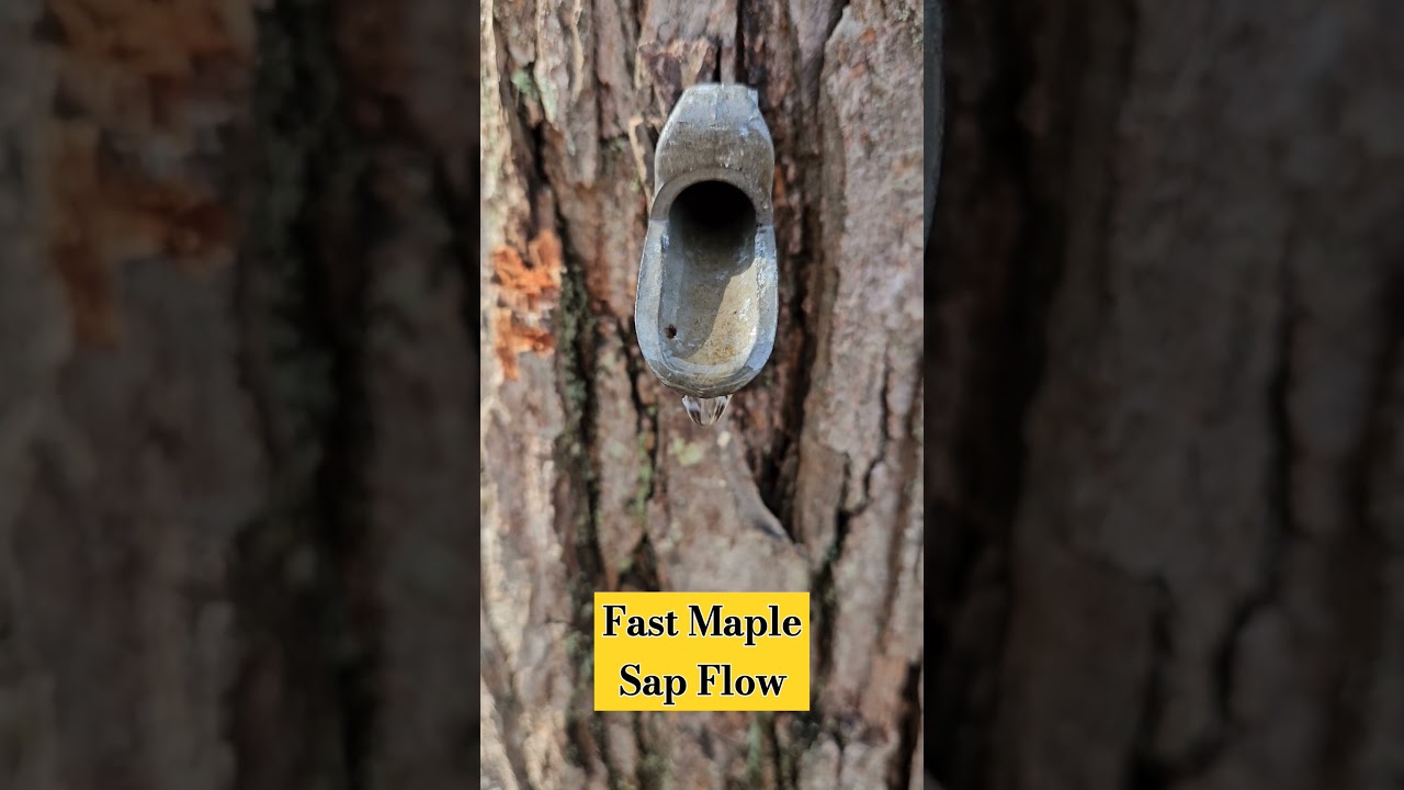 Fast Maple Sap Flow - 5 gallons Overnight. 