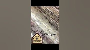Diệt mối tận gốc ! 098 410 9968!
