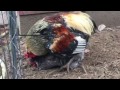 Closeup of chickens mating