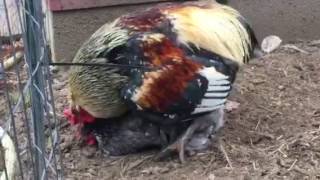 Closeup of chickens mating