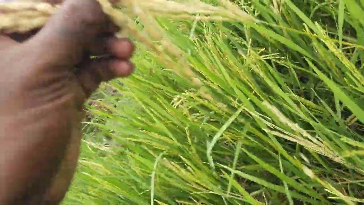 நான் விவசாயி வருத்தத்துடன் கார்த்தி யமுனா காதல்.