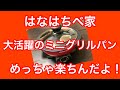 【電気鍋】ミニグリルパン（アビテラックス）