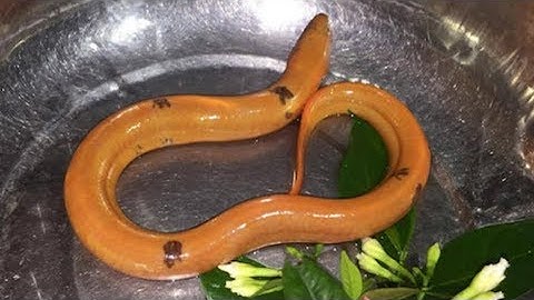 Nông dân Nghệ An bắt được lươn vàng, đốm đen cực hiếm | Tin Nhanh Nhất