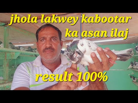 jhola lakwey kabootar ka desi ilaj ka tarika result k sat||Informative video||@dubaipigeonclub4750