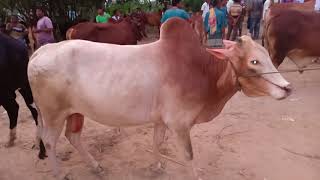 569 Eid Ul Azha 2018 Big Big Bull Price Kurbanir Goru Collection Cow Market 2018