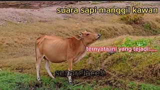 suara sapi memanggil kawan yg lagi berkeliaraan diladang