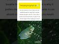 Amazing Frog Fact 🐸💨 #frog #ukwildlife #usawildlife #animaldocumentary #shorts