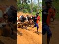 One Tiny Mistake, Cows Attacked 😱