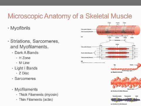 Muscles and Muscle Tissue - YouTube