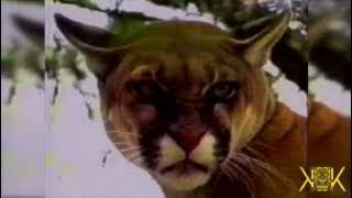 KALAMARKA - AMA AMAZONAS