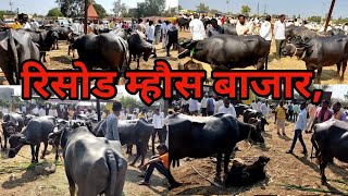 गुरुवार चा म्हौस बाजार, रिसोड बैल बाजार, risod bazar screenshot 5