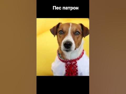 #пес патрон - YouTube