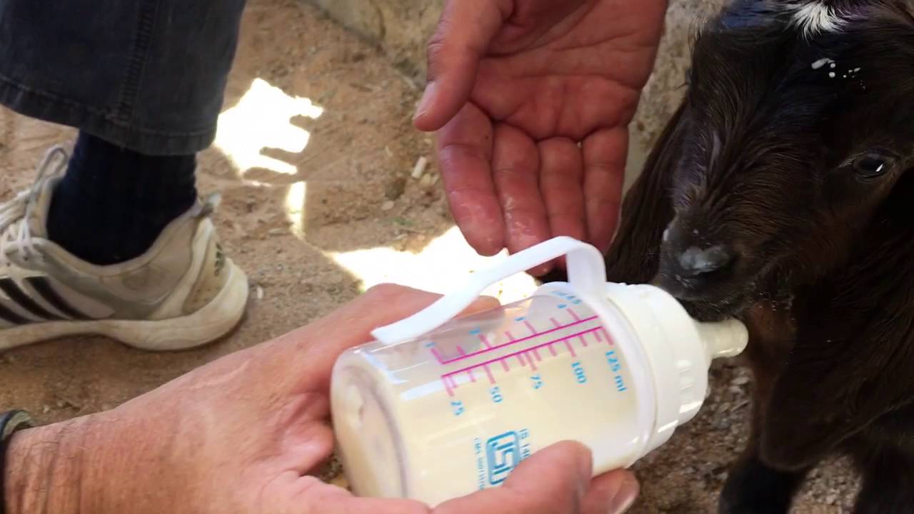 Finally found a baby bottle to feed the goats! YouTube