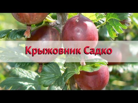 Крыжовник обыкновенная Садко
