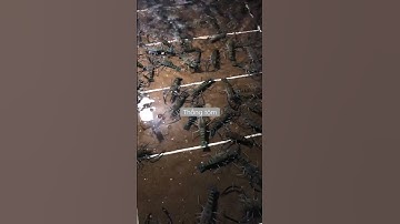 Tôm càng xanh sống