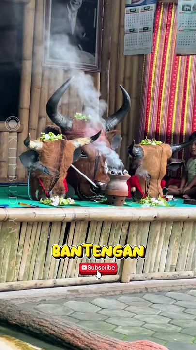 VIRAL!! KAKEK DENGAN CUCUNYA YANG SEDANG MENUNGGU SESAJEN #bantengan #bantenganmalang #trending