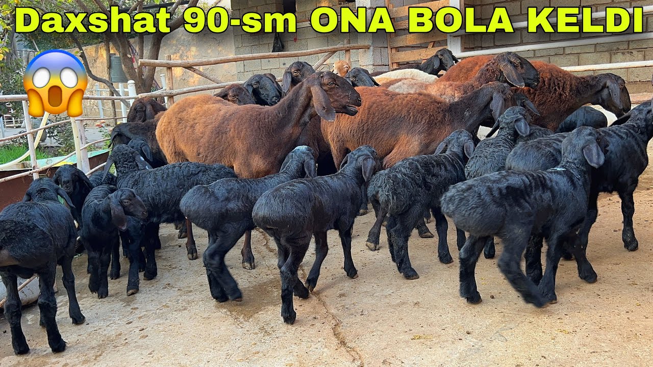 AKRAMJON AKADA 90-SMLI ONA BOLA EGIZCHILAR — REKORD ARZON 😱