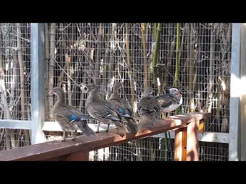 A group of Mandarin ducks