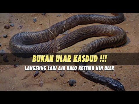 Video: Apakah ular taipan berbahaya?