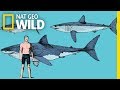 What makes mako sharks the fastest sharks in the ocean  nat geo wild