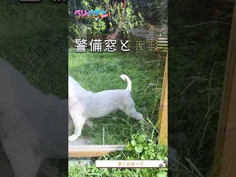 s548『早くかまって』【ベリとナチャ ほっこりペキニーズ】【#ペキニーズ #癒し #犬】
