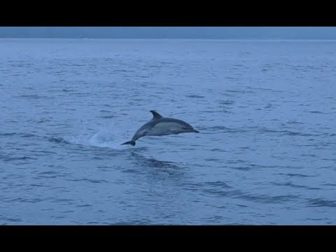 ⁣Dolphins! Brilliant! Sailing down to Portugal through the Spanish rias. 