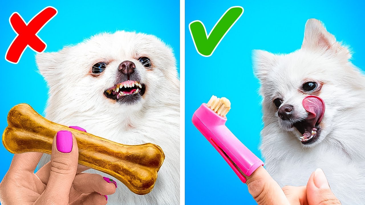 Cute And Funny Hacks For Smart Pet Owners | Cool Gadgets And Appliances For Dogs And Cats