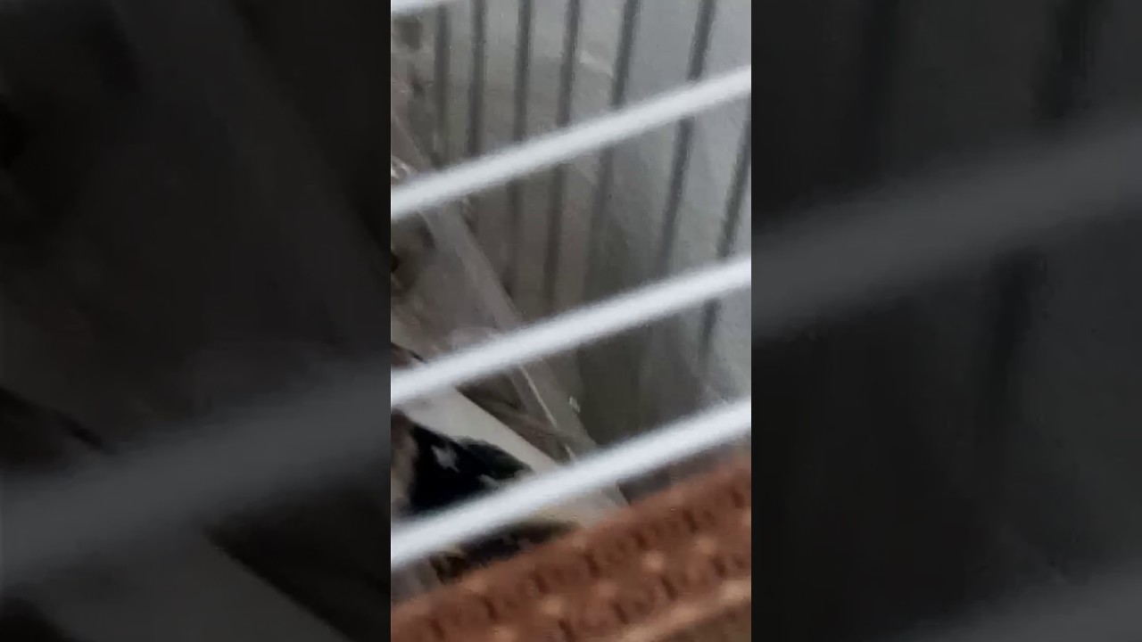 ماشاءاللهMâle faciato panaché, issam chbak 2017