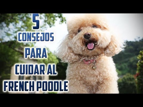 Video: Cómo cuidar a los pollitos