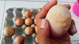 Cara Membersihkan Telur  Ayam Yang Kotor  Seribu Cara