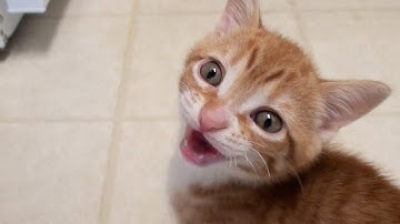 60 Meows in 60 Seconds - See How Your Cats React!