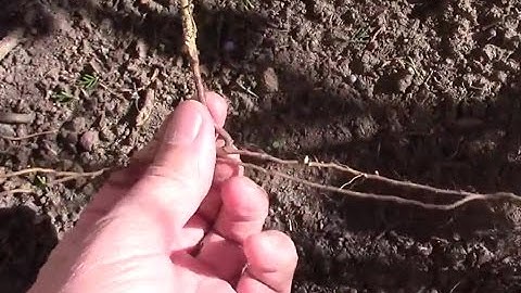 How Raspberry Plants Spread Underground By Their Roots.