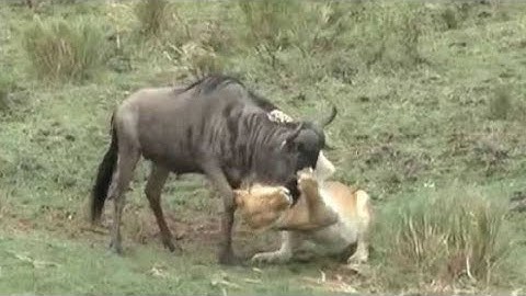 Lion ambush at Wildebeest crossing _ lion attack on wildebeest