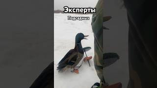 Эксперы по Подсадным УТКАМ