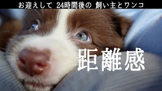 【デレた！】塩対応なボーダーコリー子犬がお迎えして24時間後には…/Border Collie Puppy by ゆに&メッシ.DOG&CAT 1,495 views 3 years ago 3 minutes, 36 seconds