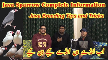 Java Sparrow Birds Breeding Tips And Tricks | Java Finch Colony Cage Setup & Seed Mix, SoftFood||