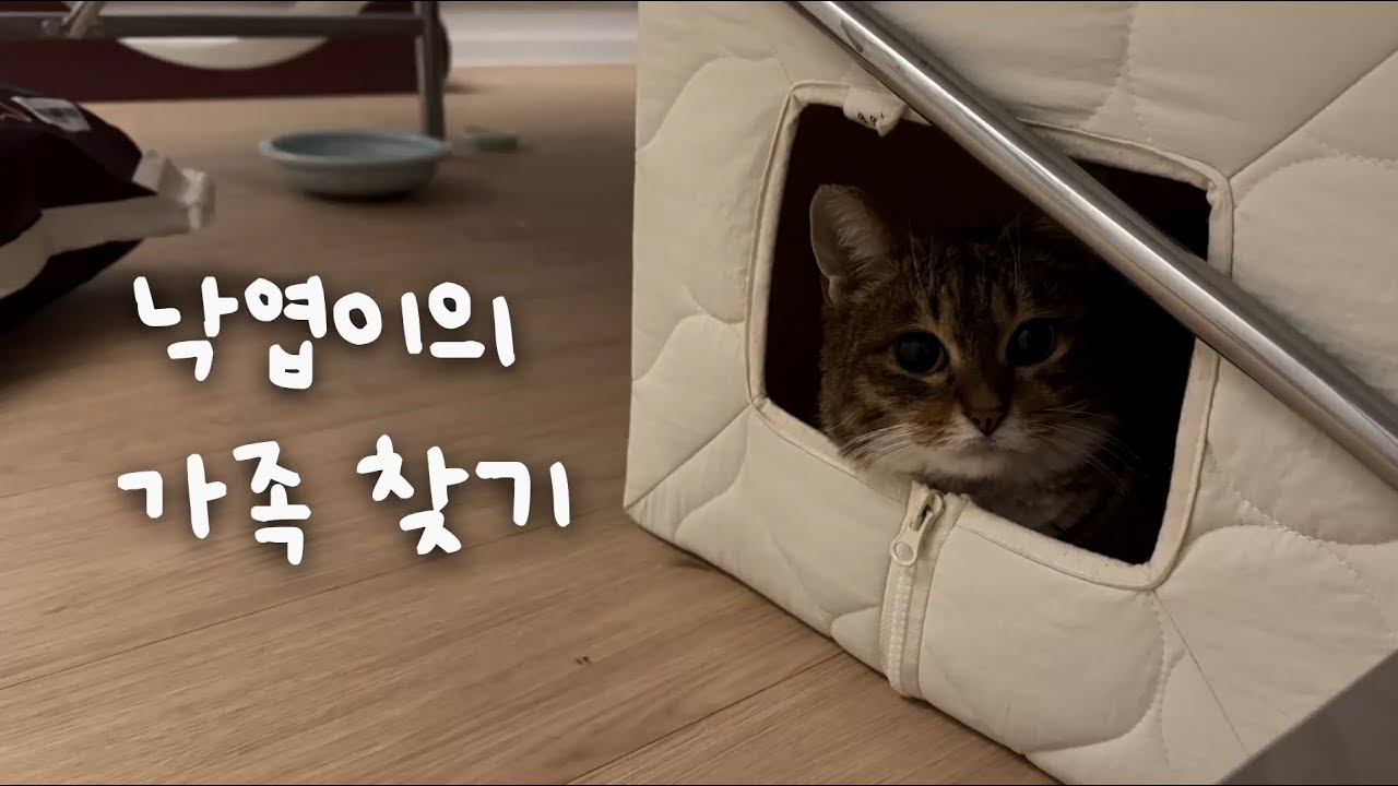 학대 피해 길고양이 낙엽이 | 입양을 기다립니다.