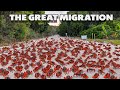 Impressive And Spectacular! 5 Great Transcontinental Migrations Of Animals That Make People Admire