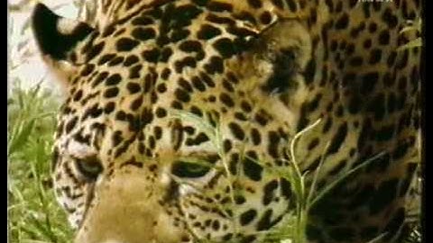 Jaguar the Real King of the Jungle. The undisputed super power of the americas.