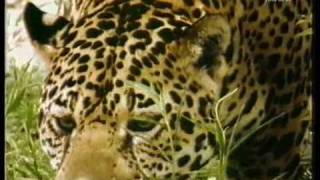 Jaguar the Real King of the Jungle. The undisputed super power of the americas. by tigerprides 1,049,907 views 15 years ago 5 minutes, 35 seconds
