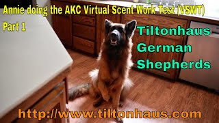 Annie vom Ursi, doing the AKC Virtual Scent Work Test (VSWT) Part 1