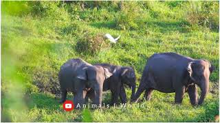 Elephant kids videos wao😍 amazing Elephant animals #animalsnatural #animalsnature #subscribe by Animals World 119 views 2 years ago 28 seconds