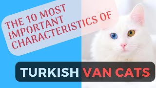 What You Need to Know About Turkish Van Cats  Their 10 Most Important Characteristics!
