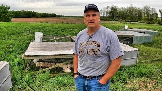 10 Years' Experience Raising Broiler Chickens on Pasture for Commercial Sale