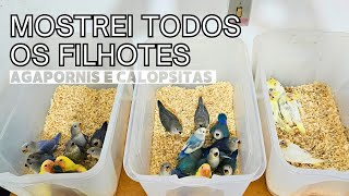 Mostrei Todos os Filhotes de Calopsita e Agapornis by Berçário das Aves 1,285 views 4 weeks ago 10 minutes, 53 seconds