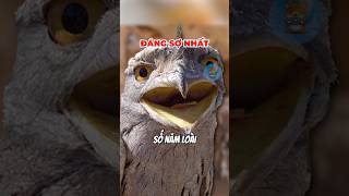 Download Lagu 10 TIẾNG KÊU CỦA CÁC LOÀI CHIM | 😨 #fact #amazingfacts #thaukinhdongvat MP3 Download Lagu 10 TIẾNG KÊU CỦA CÁC LOÀI CHIM | 😨 #fact #amazingfacts #thaukinhdongvat MP3