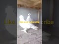 #pigeon #viral #shorts #shortvideo #youtubeshorts