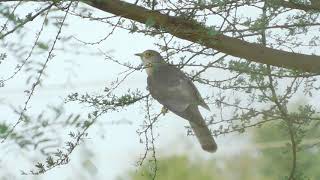 common hawk cuckoo brainfever bird पपीहा calling loud during mansoon Hierococcyx varius