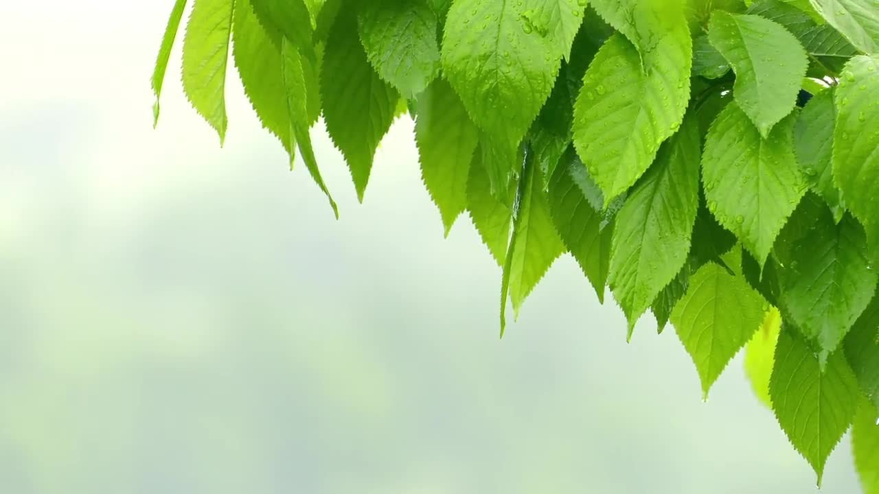 plant-leaves-dripping-stock-video-youtube